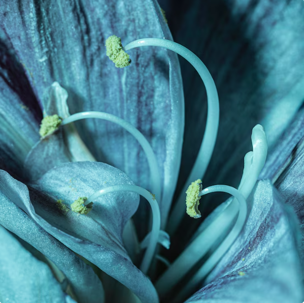 Nature Macro Photography Wall Art for Focused Work Areas